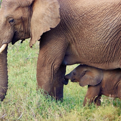 Elefantmor passer på sitt barn