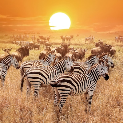 Sebra ved solnedgang i Serengeti nasjonalpark. Afrika. Tanzania.