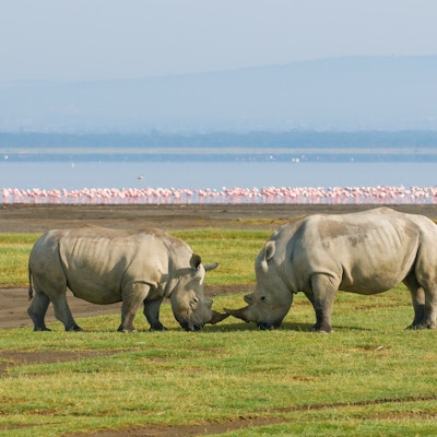 To neshorn står horn mot horn med Ngorongorokrateret og rosa flamingoer i bakgrunnen