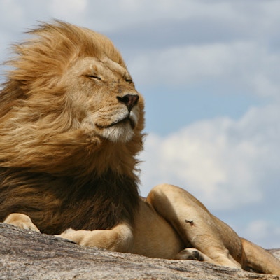 En edel løve som hviler på en kopje i Serengeti mens vindene blåser gjennom hans mektige manke.