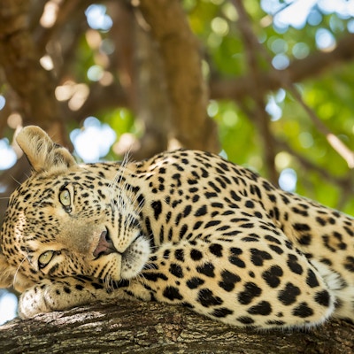 Leopard hviler i tre