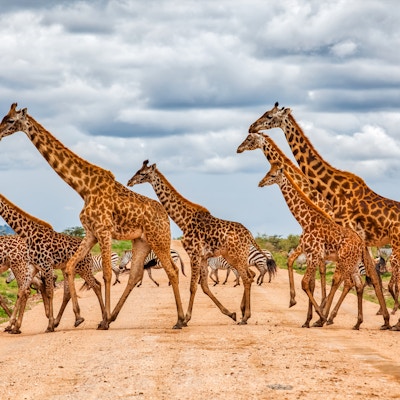Girafferhær som løper vilt med sebraer under skyene