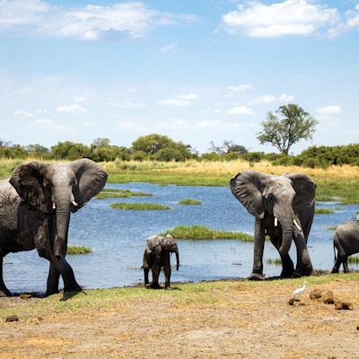 Elefantfamilie ved vannhull, Chobe nasjonalpark, Botswana, Africa