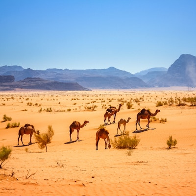 Foto av en liten flokk dromedarkameler i Wadi Rum-ørkenen i Jordan.