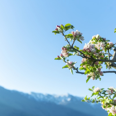 En gren av et epletre med rosa blomster og grønne blader mot en bakgrunn av blå himmel og snødekte fjell