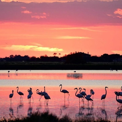 Flamingoer vasser i vann ved solnedgang