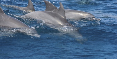 Delfiner i havet