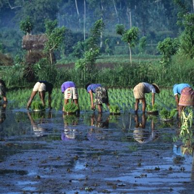 "Balinesiske bønder som planter ris i terrasserte paddefelt, tropiske tåke tidlig på morgenen. Opprinnelig skutt på Fuji Velvia 50 ASA-lysbildefilm, er denne filen profesjonelt skannet fra den opprinnelige lysbilden. Relaterte bilder:"