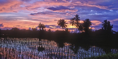 Solnedgang fra et risfelt i Ubud, Bali, Indonesia.