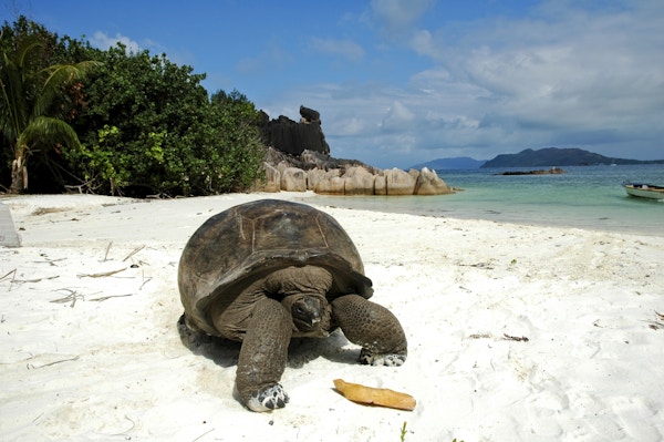 Kjempeskilpadde på stranden på Seychellene.