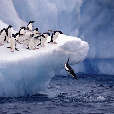 Istock 000011509776 antarktis pingvin