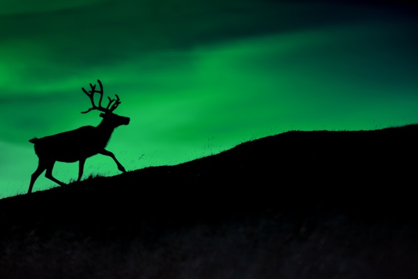 Silhuett av et hjort mot en bakgrunn av Borealis som skinner om natten