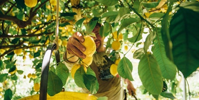 En mann plukker en sitron fra treet fullt med gule frukter