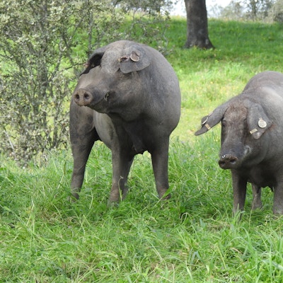 To brune griser som står i gresset