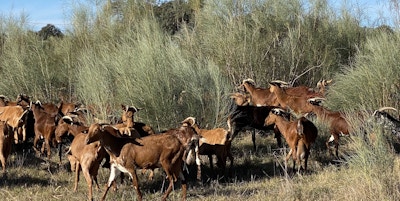 En flokk med brune og hvite geiter ute på beite