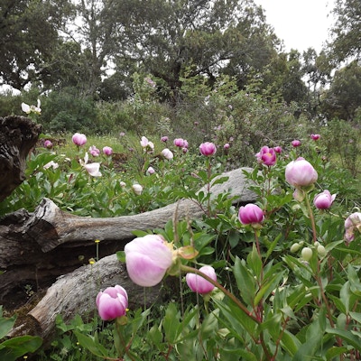 rosa peoner vokser i skog