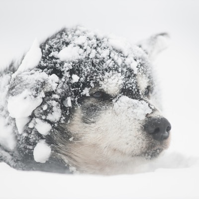 Hund der kun ansiktet synes under snøen på Svalbard