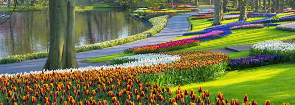Fargerike tulipaner langs et tjern i en park. Beliggenheten er Keukenhof Gardens, Nederland