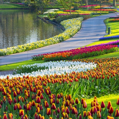 Fargerike tulipaner langs et tjern i en park. Beliggenheten er Keukenhof Gardens, Nederland