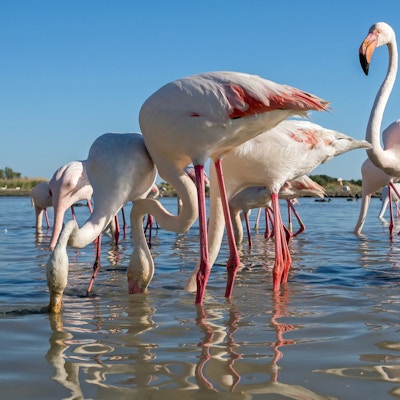 En stor gruppe rosa flamingoer fotografert nedenfra (Camargue, Frankrike)