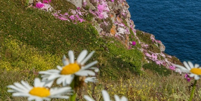 Blomster langs klippene på sør-kysten