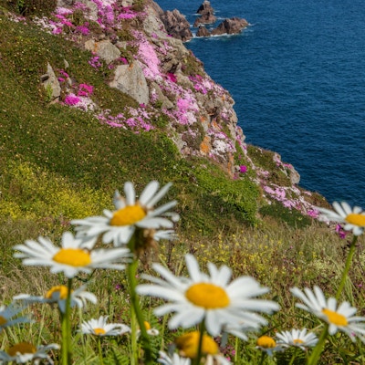 Blomster langs klippene på sør-kysten