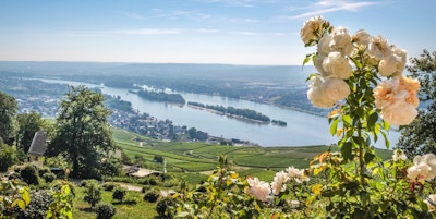 Oversiktsbilde over vinmarker og Rhinen