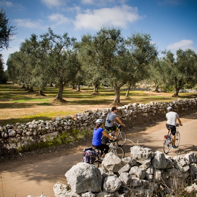 Tre personer sykler på landevei langs med mange oliventrær