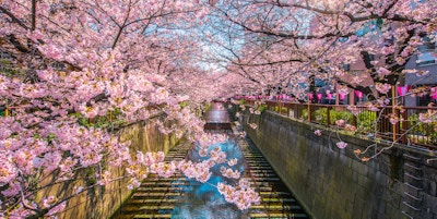 Sakura foret kirsebærblomst fôret Meguro Canal i Tokyo, Japan.