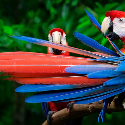 Gullvingerødara i Amazonas