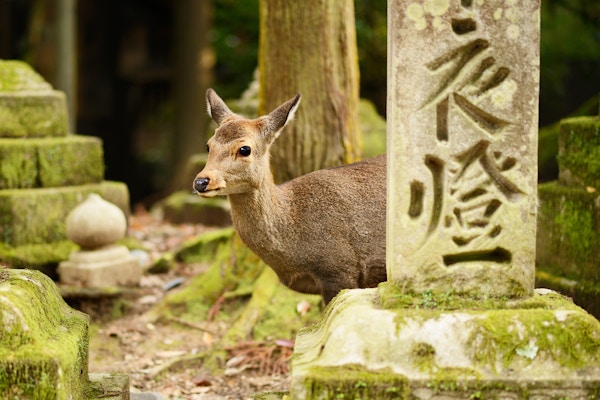 Hjort i Nara, Japan