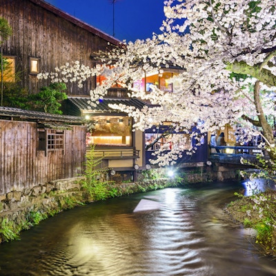 Kyoto, Japan ved Shirakawa-elven i løpet av våren kirsebærblomstring sesongen.