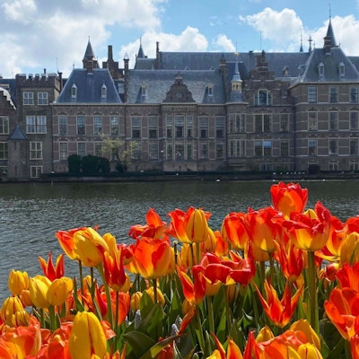Tulipaner i Den Haag
