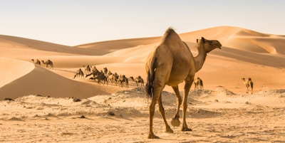 kamel i Liwa-ørkenen