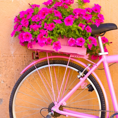 Ganske rosa petunias på baksiden av en rosa sykkel mot en oransje vegg. Kopieringsplass tilgjengelig.