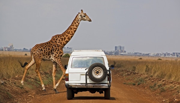 Masai-giraff krysser foran et kjøretøy med bybakgrunn i Nairobi nasjonalpark, Kenya. Fokus på kjøretøy.