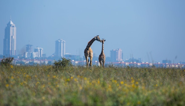 En Masai-giraff (Giraffa camelopardalis tippelskirchii aka Kilimanjaro-giraff) og  kalven hennes i Nairobi nasjonalpark med byen i bakgrunnen.