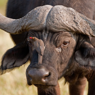 Portrett av en vill afrikansk bøffel i sørlige Afrika.