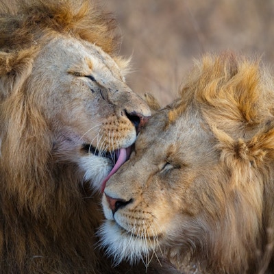Lions Grooming