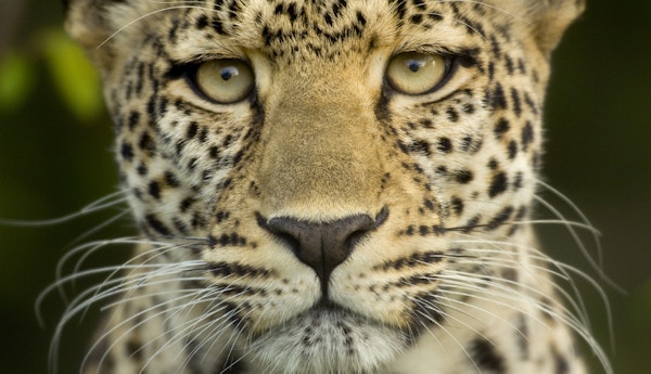 Nærbilde av en leopard