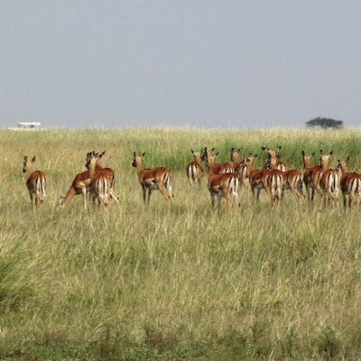 Ville antiloper i høyt gress