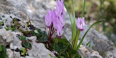 Lilla blomster titter frem blant stein