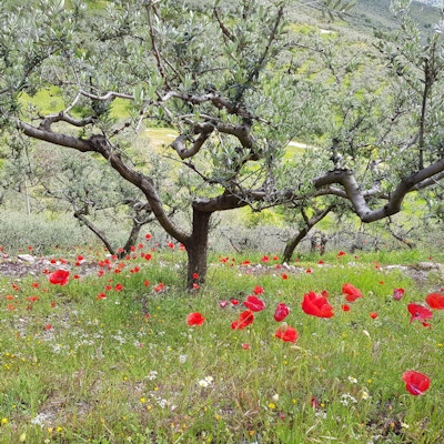 Oliventre og mange røde valmuer som vokser under