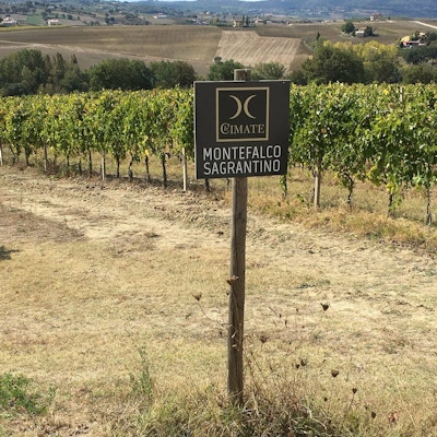 Vinranker og jorder med et skilt som viser at dette er vingården Le Cimate i Montefalco, Umbria