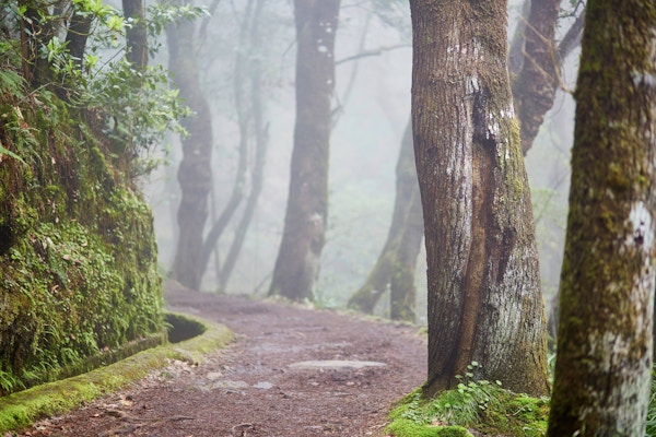 Levada går gjennom laurbærskogen nær Ribeiro Frio på tåketåke. Populær turistaktivitet på Madeira, Portugal