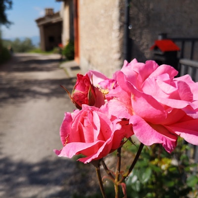 en rosa rose ved siden av veien