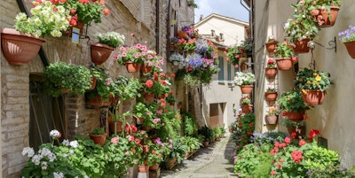 Sidegate med blomster i byen Spello i Umbria, Italia