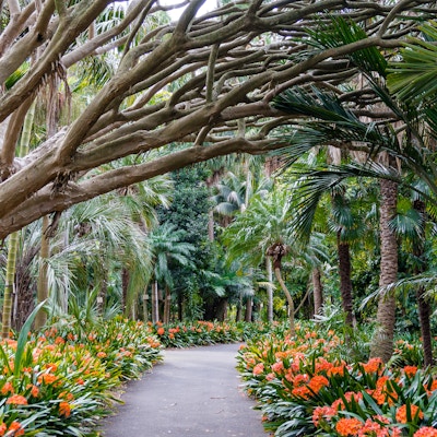Bakgate i botanisk hage, Sydney Royal Botanic Gardens-smug med tre- og appelsinblomster