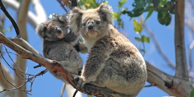 Ville koalaer langs Great Ocean Road, Victoria, Australia