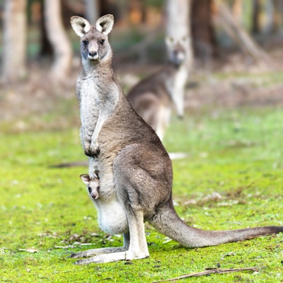 Portrett av mamma-kenguru med joey i vesken
